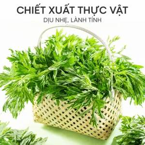 Tinh Dầu Ngải Cứu 1000ml