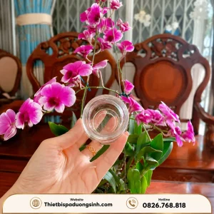 Bộ 12 Ống Giác Hơi – Bộ Giác Hơi Thủy Tinh