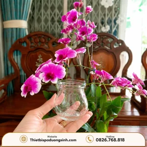 Bộ 12 Ống Giác Hơi – Bộ Giác Hơi Thủy Tinh